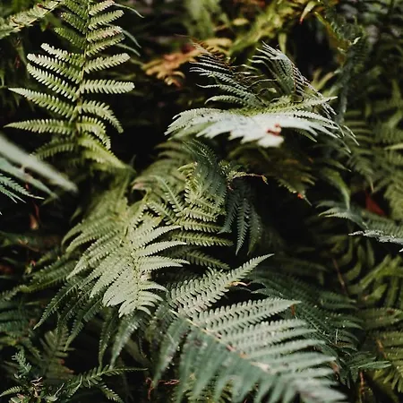 Avec Jacuzzi Ou Dans Les Bois 4* Gesves